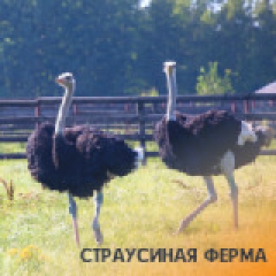 Отзывы на ремонт Тур Красноусольские источники и Страусиная ферма на 1 день